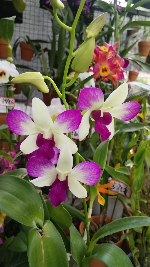 秋石斛贵妃   非海南苗