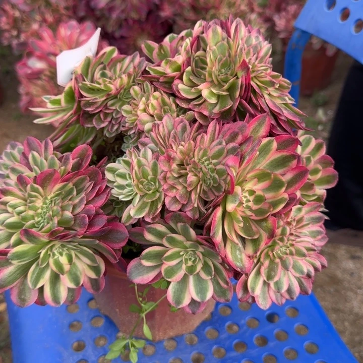 花好月又圆0420-108