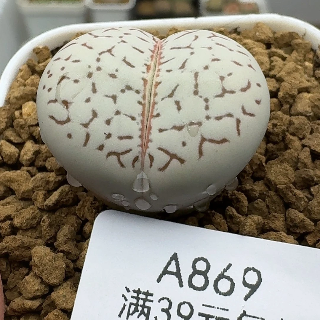 869多肉哈哈哈哈哈哈哈