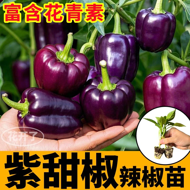 寿光紫甜椒秧苗紫红黄绿色方椒太空椒五彩水果辣椒种苗四季盆栽苗