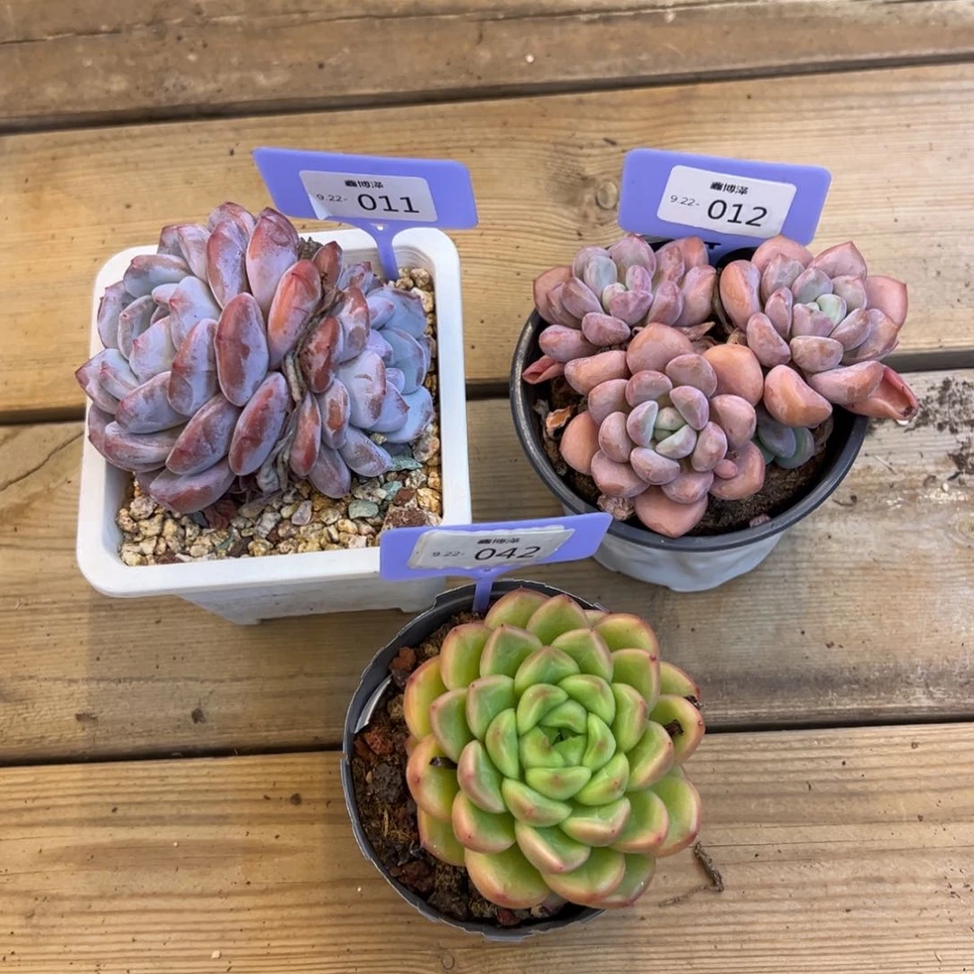 。**。定向9.22-011 12 42 三颗
