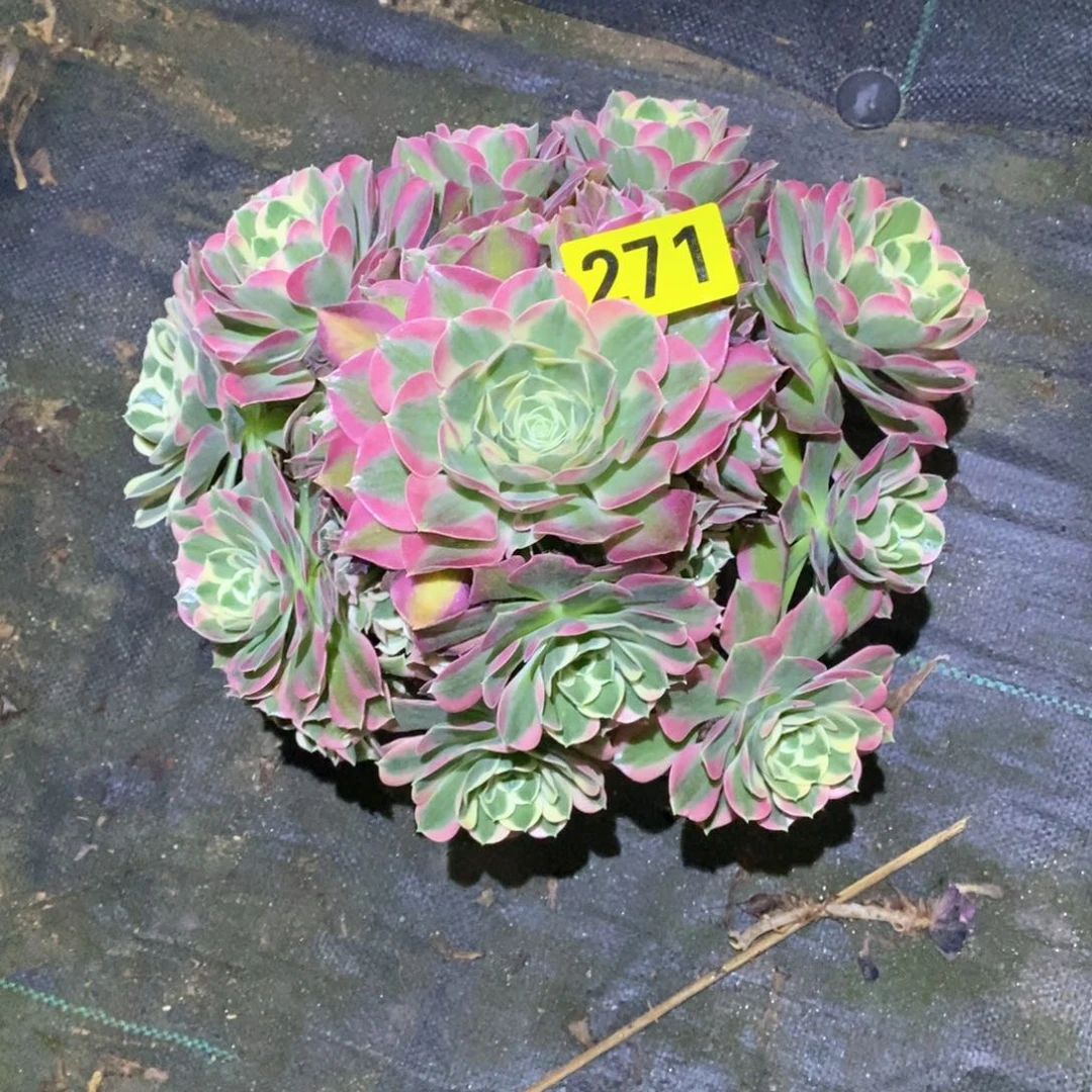 白凤多肉植物271