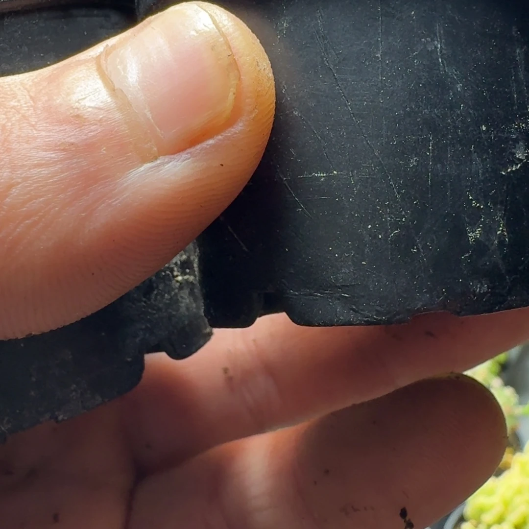 左*多肉植物枝干番杏