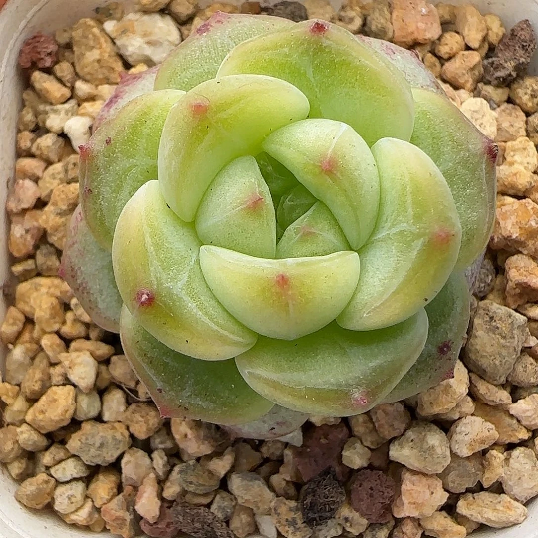 【满29包邮非偏远】163