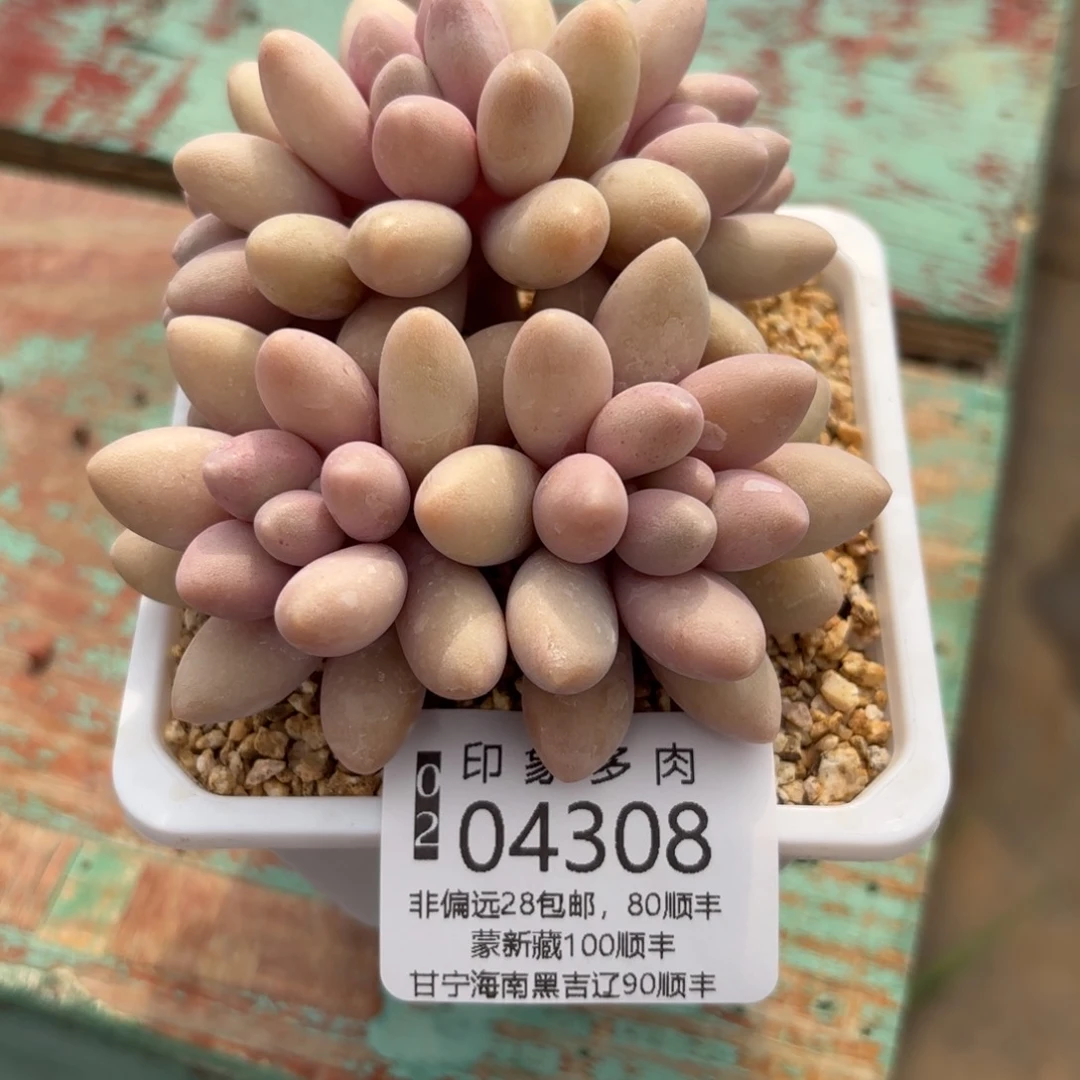 多肉植物04308fhjhh