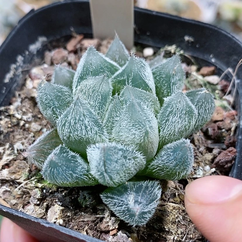 【闪购商品】1白泽