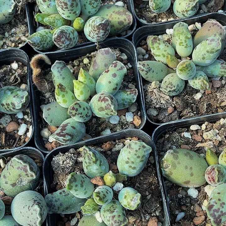 海豹3.8带盆土发