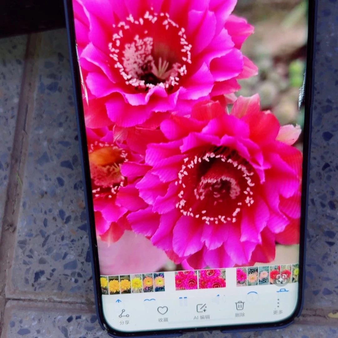 下66彩草123 歪无根侧芽5公分左右20包邮