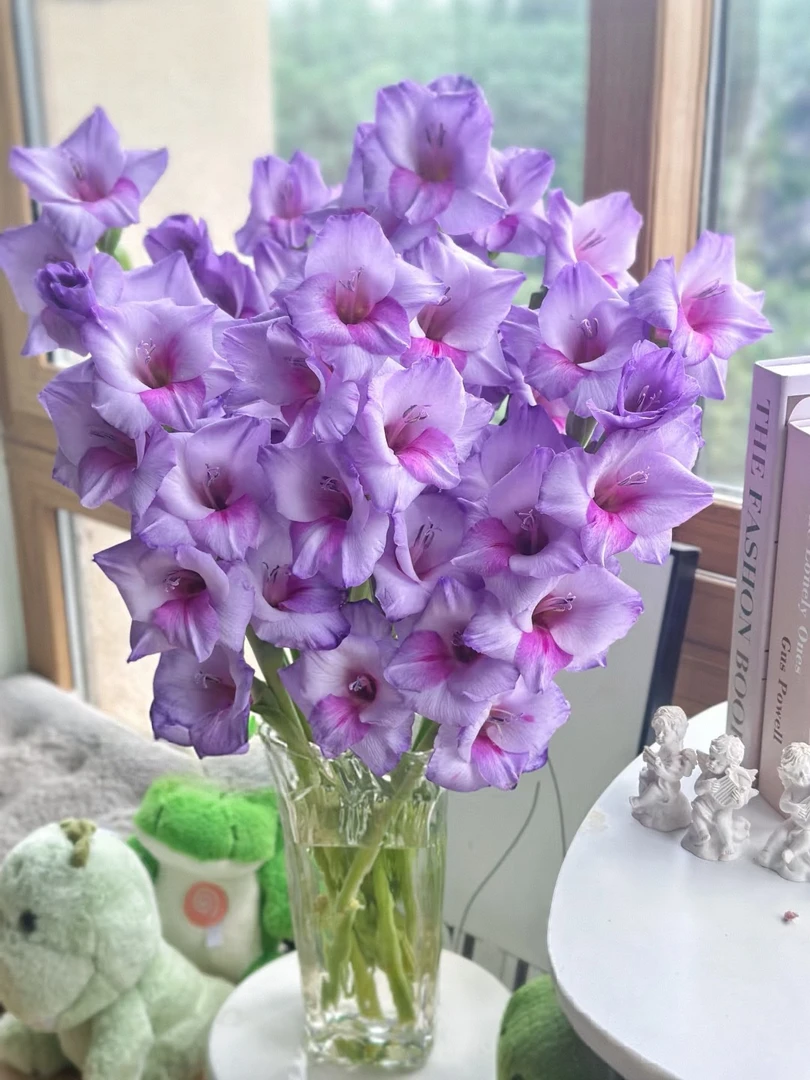 【花汀私享】紫苏-剑兰