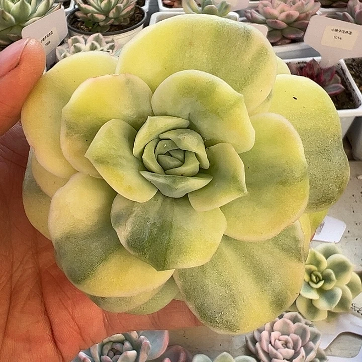 1056号可爱玫瑰锦多破