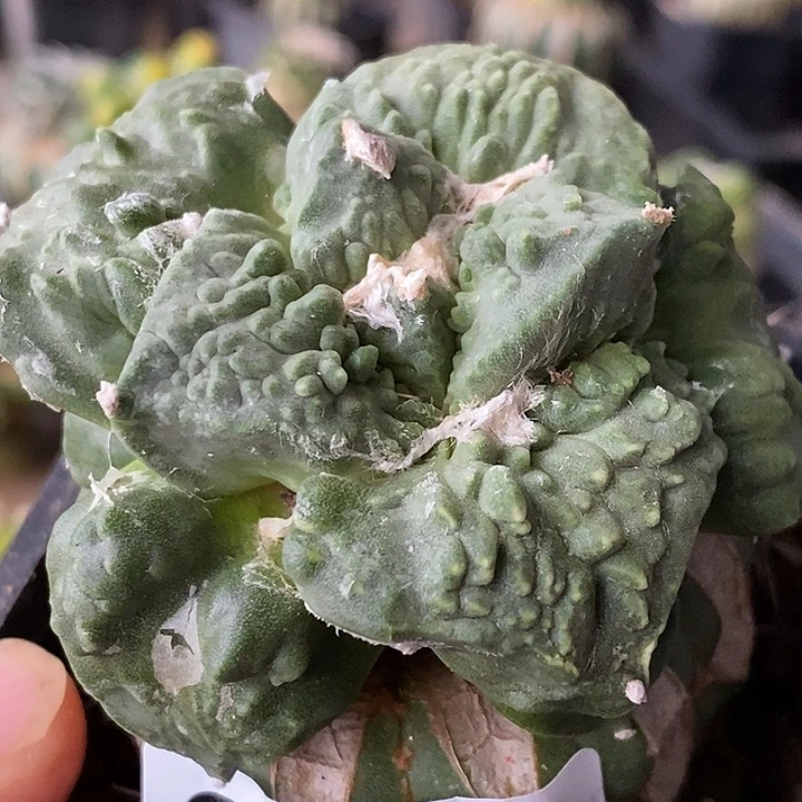 无花朵球接怒涛牡丹857