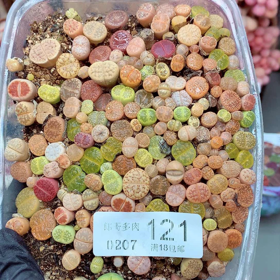 生石花满18包邮7-121