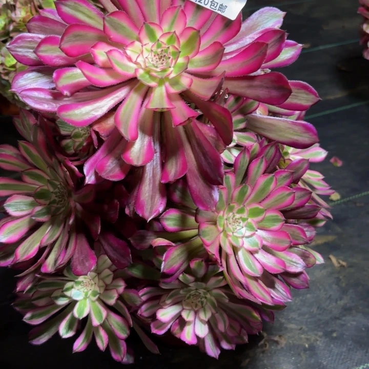 瑞妈一物一拍649。有断枝