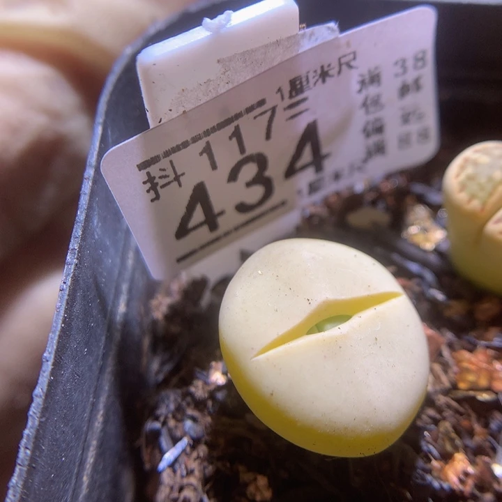 精品生石花117.434