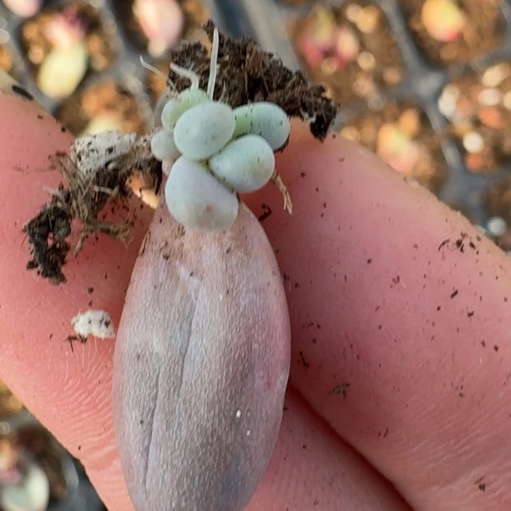 红手指锦一物一拍025