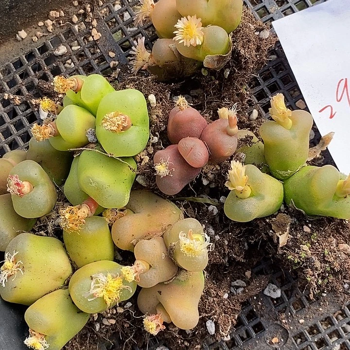 2930一组有伤福利多头