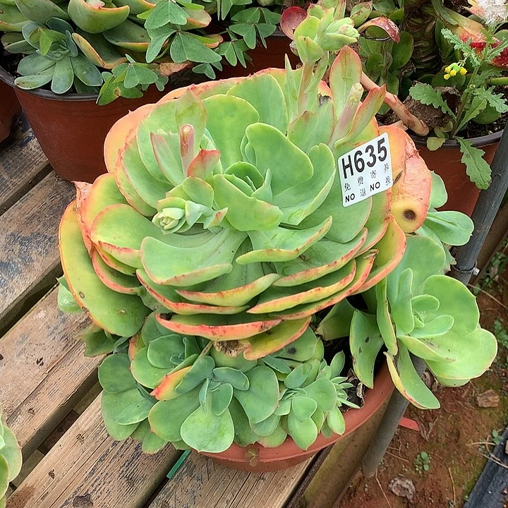 杂交大群 非偏远38包邮 节后发