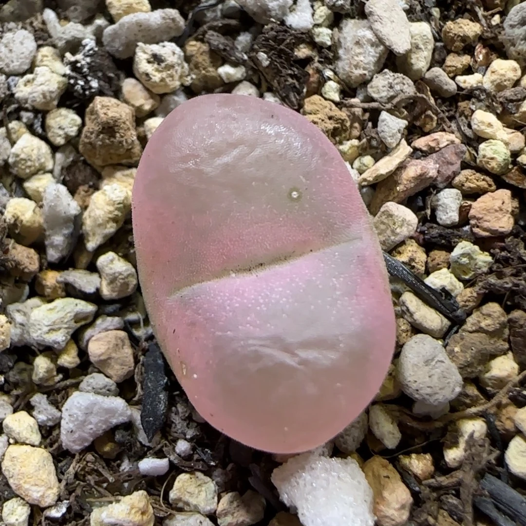 10.20。辛然园艺。哦泡。2028