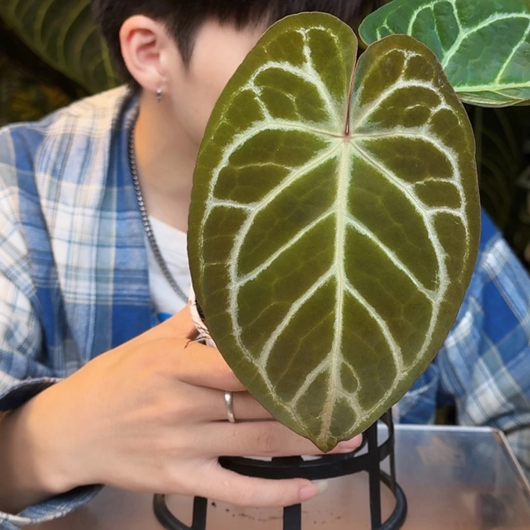完全开放T170粉柠檬杂skg小钻石
