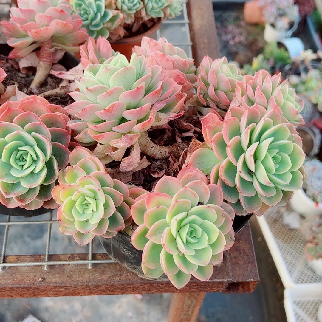 哈密瓜多头群生精品特价