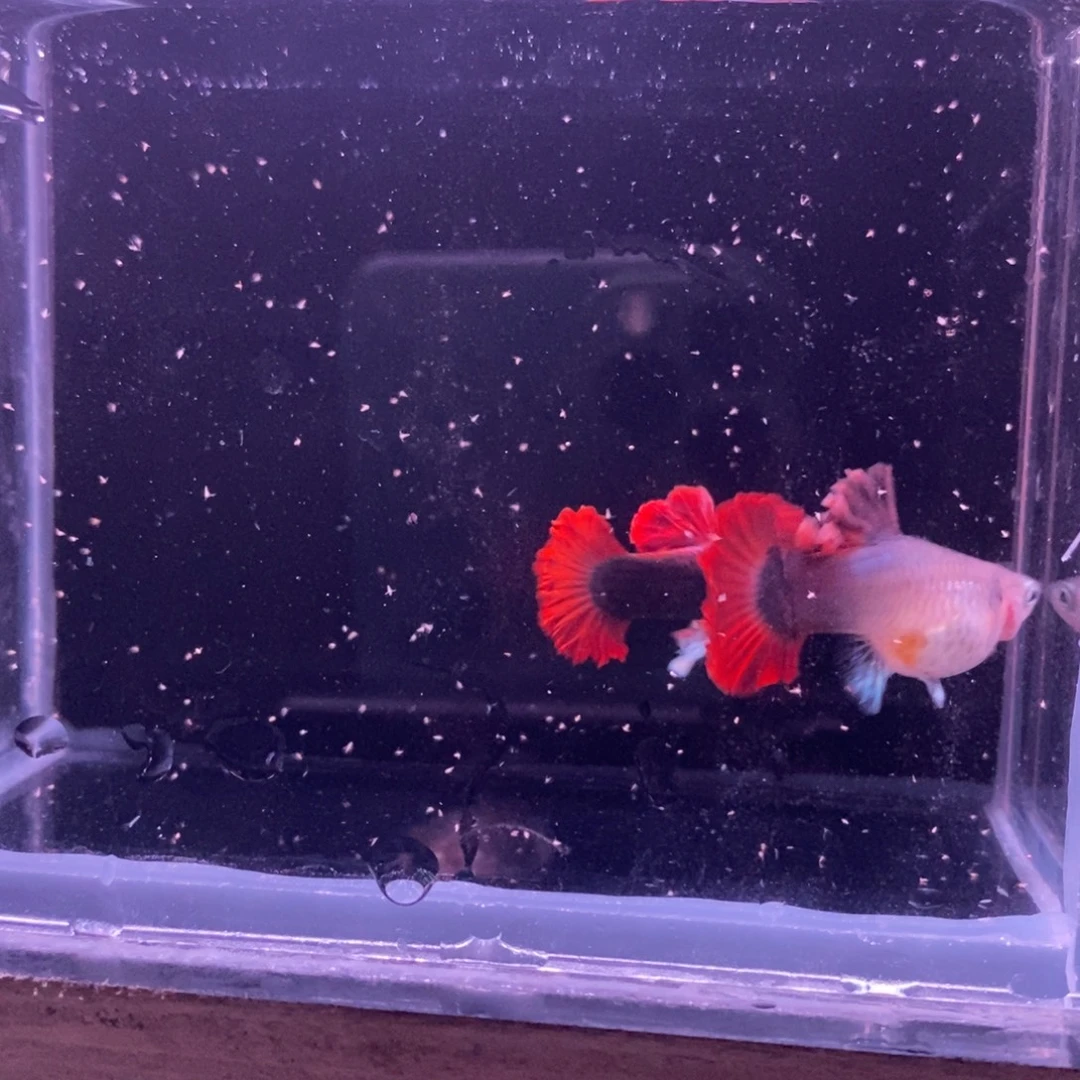 孔雀鱼菊花帆压成一对