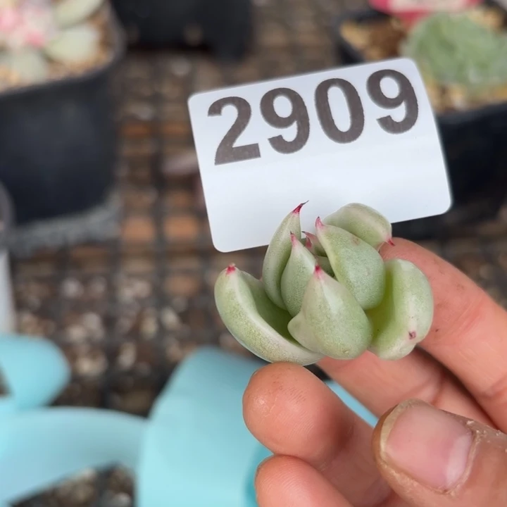 头盖锦多肉植物满18包邮当场凑单