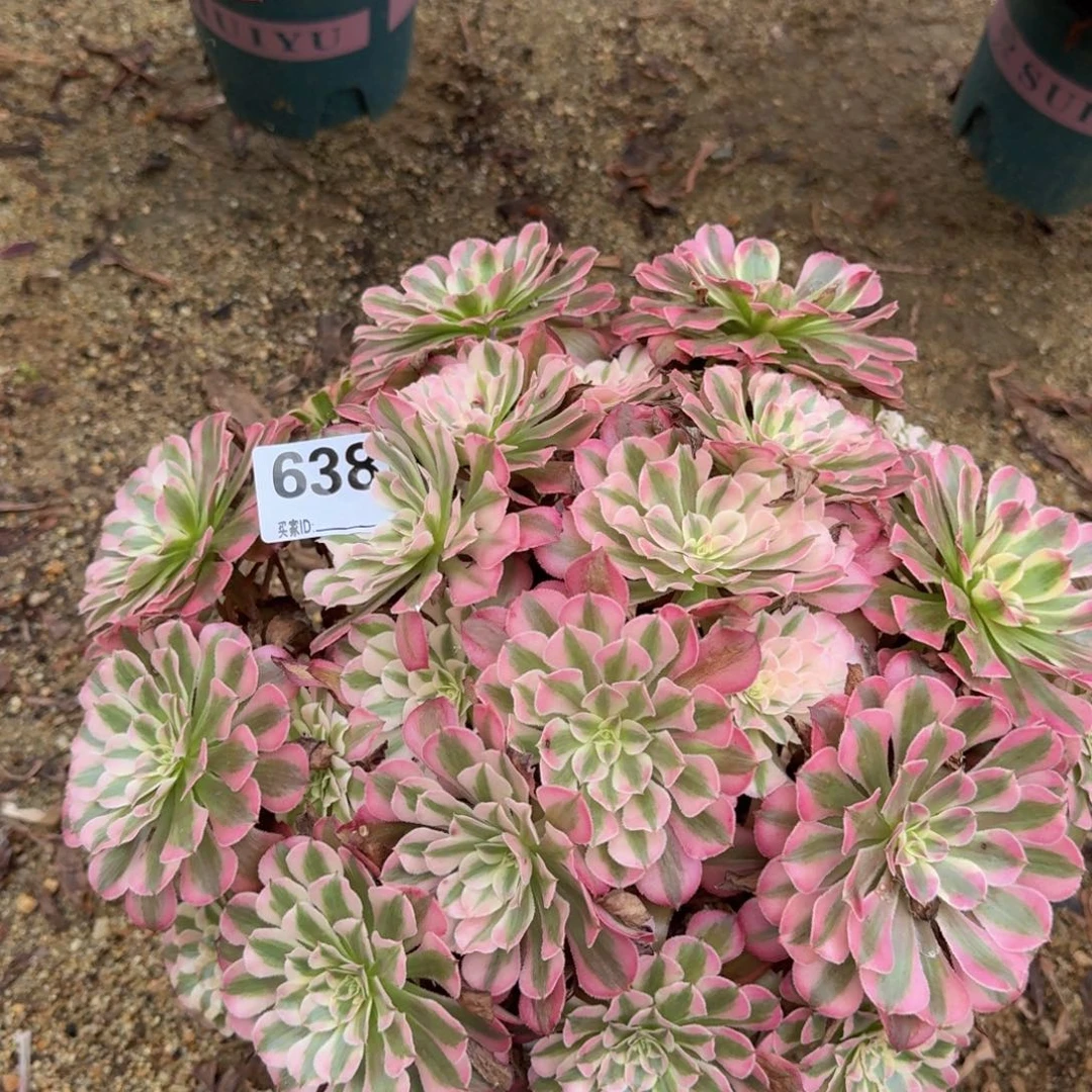 638红铜多肉植物