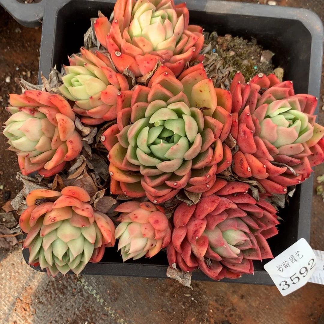 3592杂交精品基地15厘米