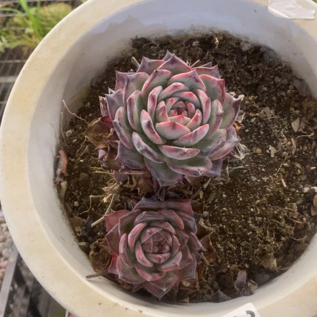 3299红拉糖一物一拍