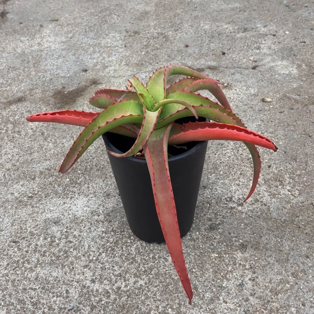 范巴伦Www q q q q w w w w w w w