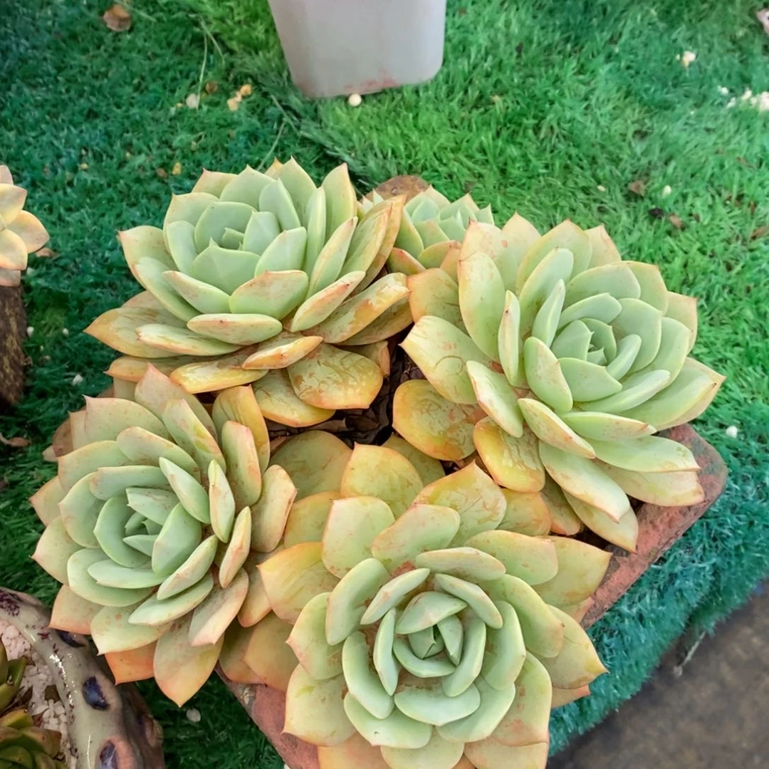 恋曲多肉植物盆栽