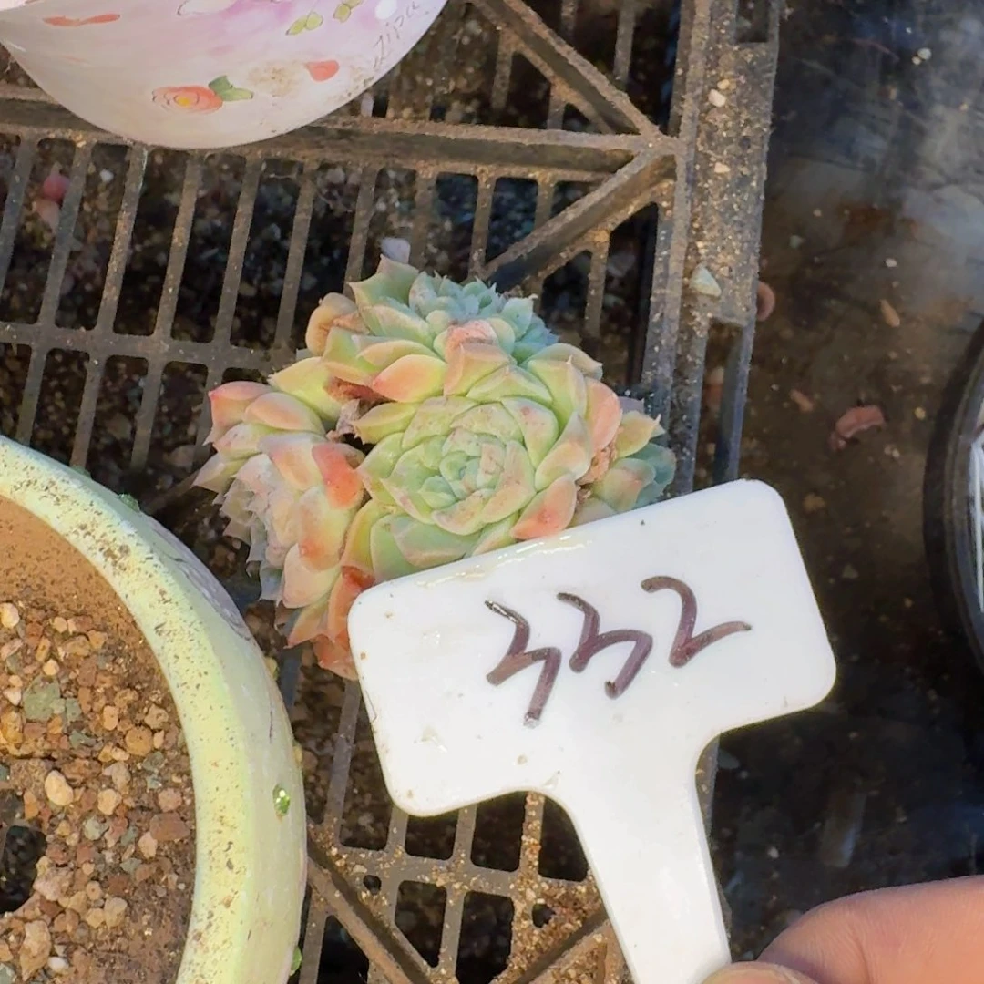 婷***了多肉植物的生长发育和生长发育