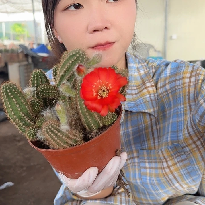 大红袍白檀(掉头掉崽不售后)
