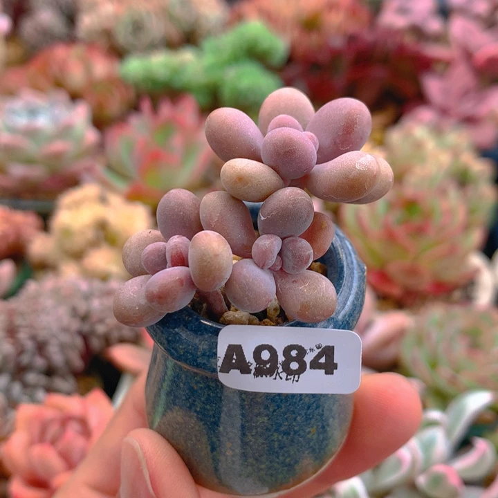 一物一拍含盆土满38包邮A984