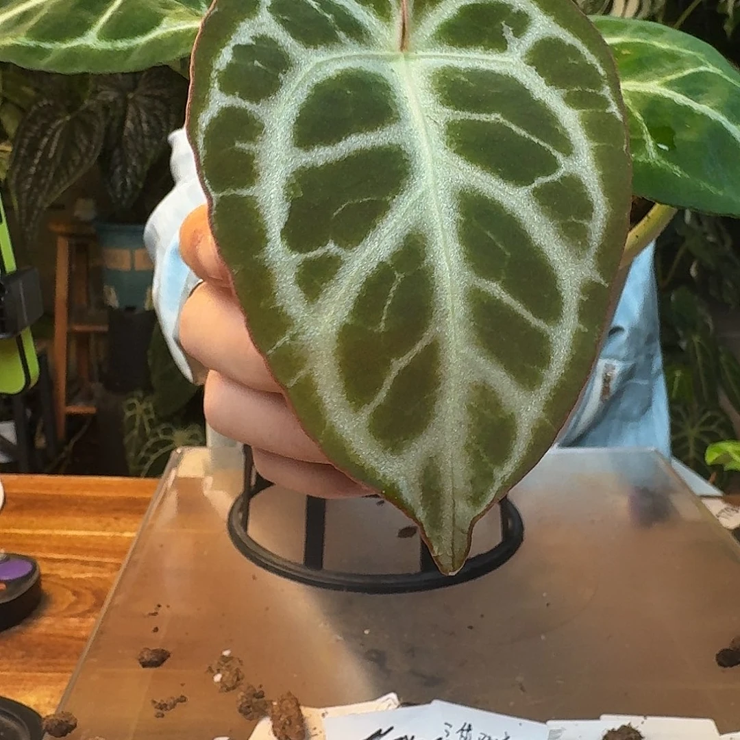 不开花植物K115闪电撕裂纹杂哪吒