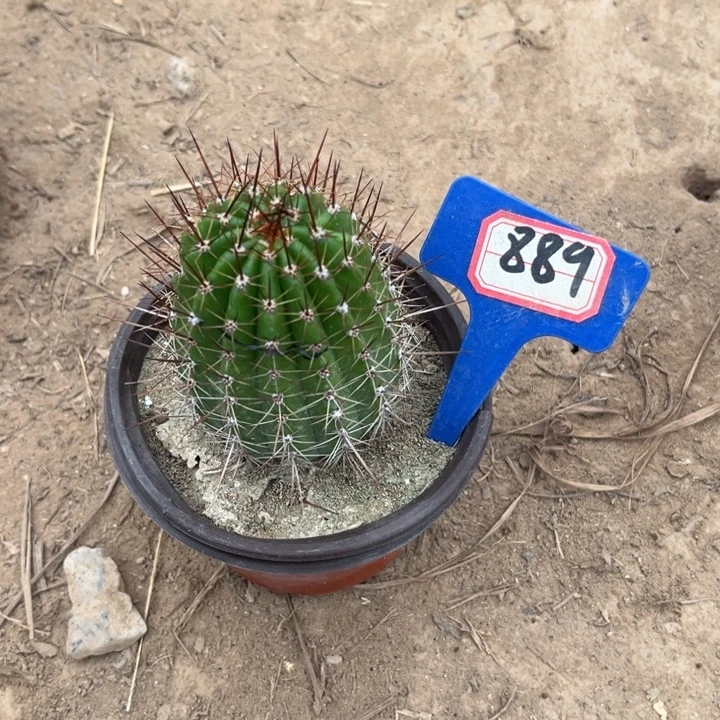 风***。889，毛花柱大满贯