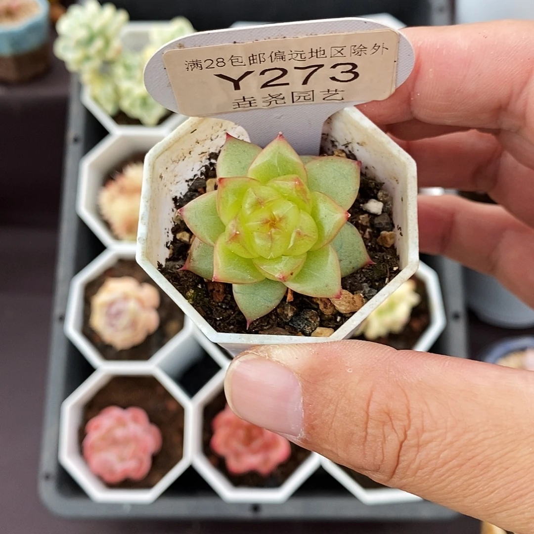 五****0273 B22 单头 3cm
