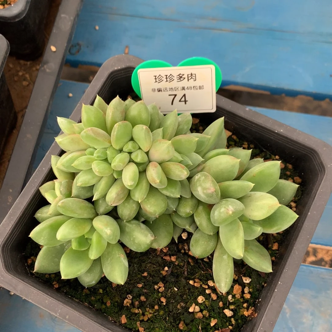 红象牙缀化一物一拍74