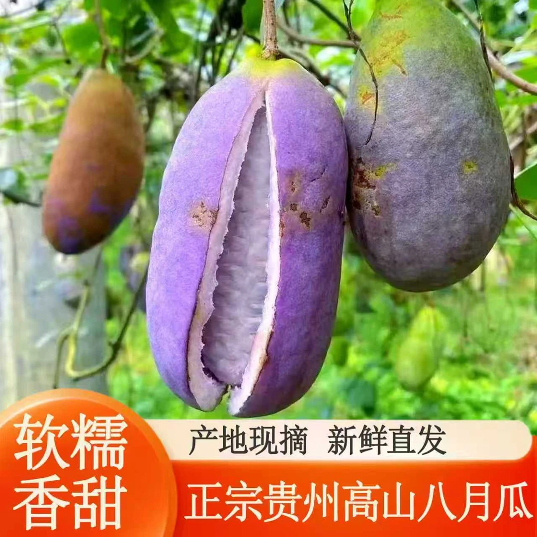 【顺丰】高山八月瓜八月炸三叶木桶果当季新鲜水果顺丰包邮香甜可口