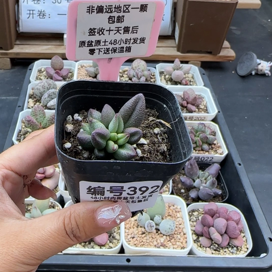 娴*392小红嘴多肉植物