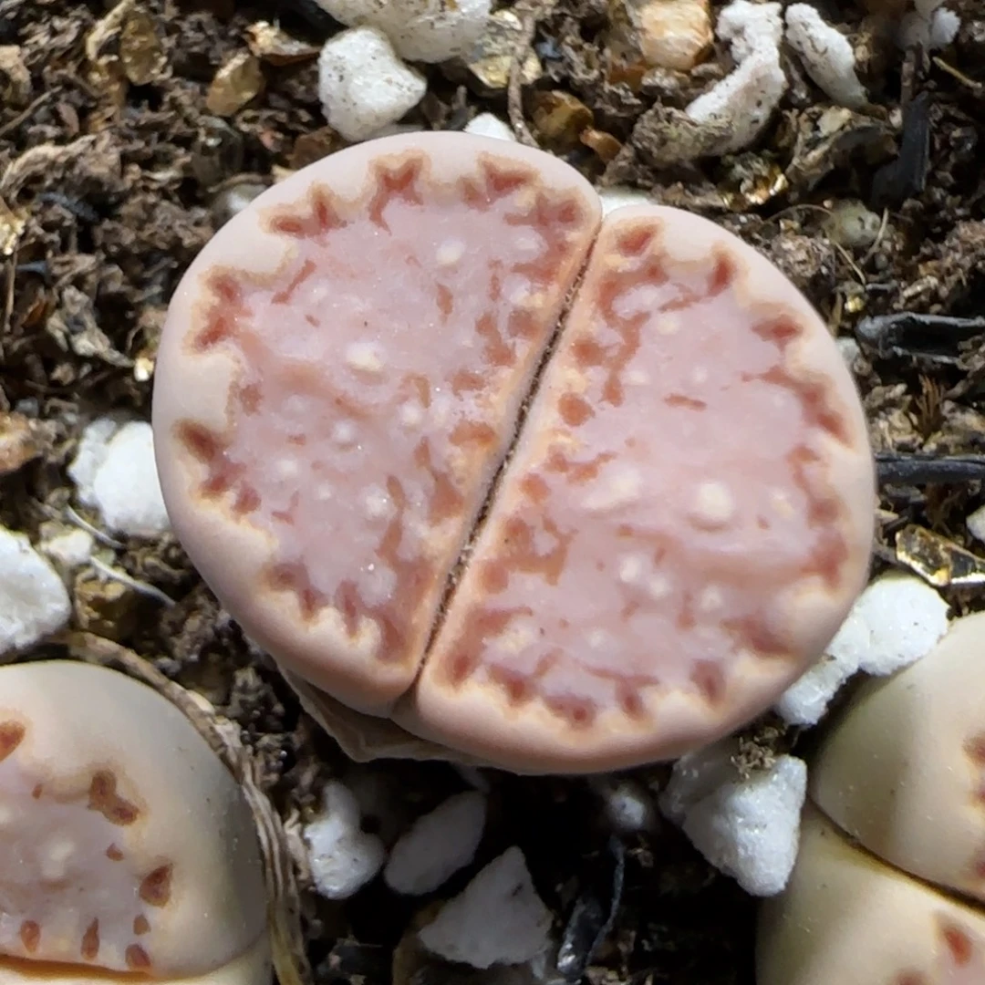 8.29。。 ken饼干。。。2050