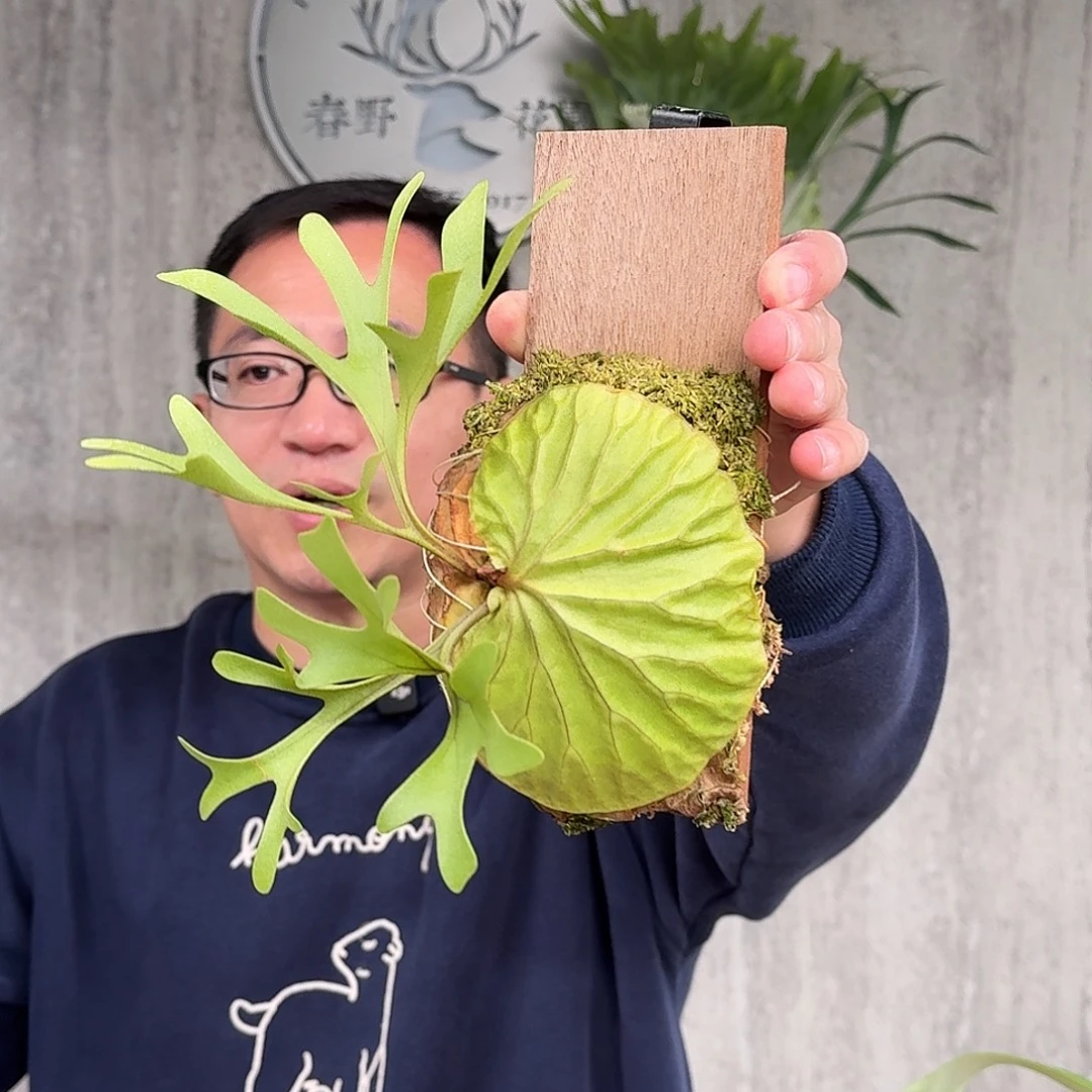 完全开放亚猴鹿角蕨书签板春野花园