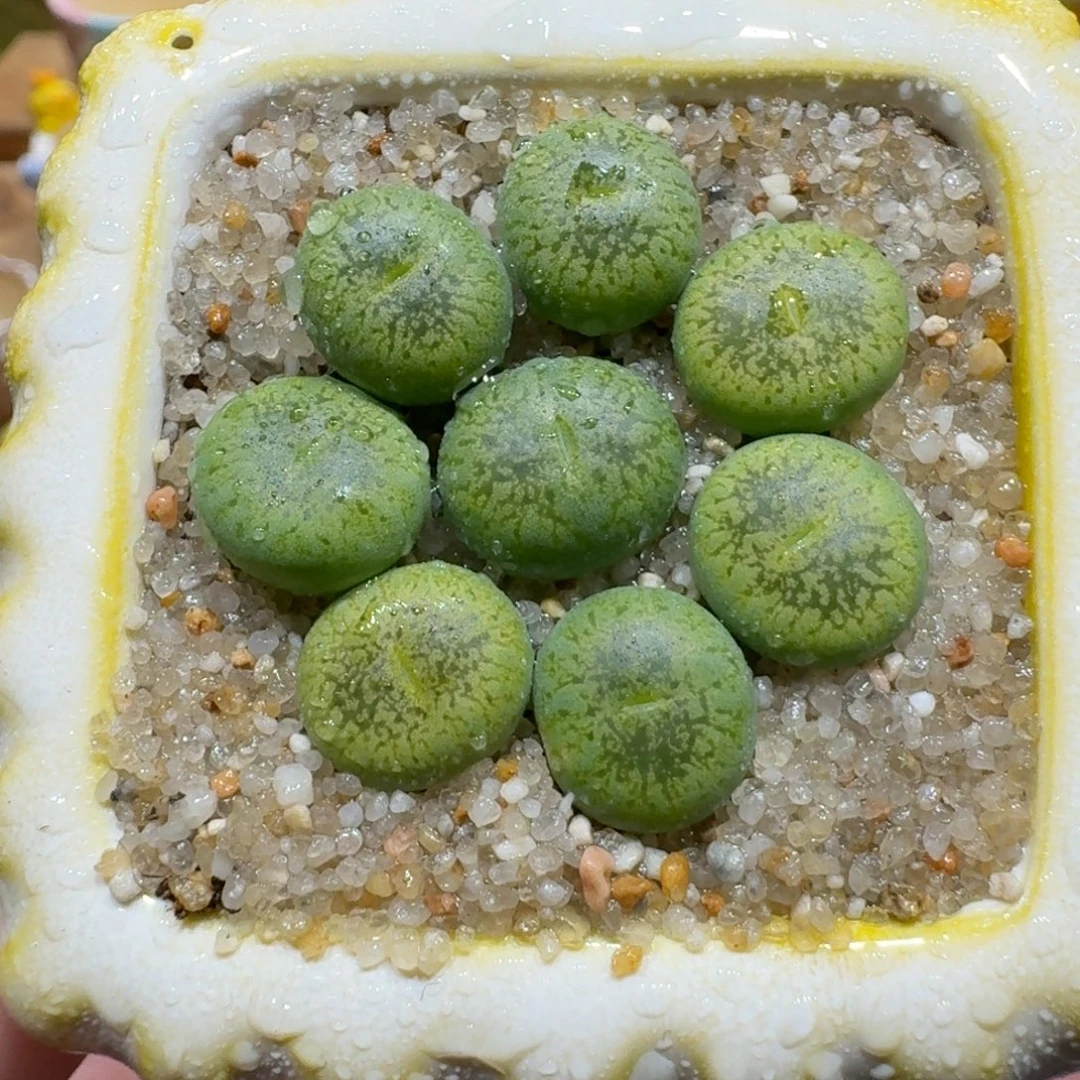 蘑菇1019绿光阳多肉植物