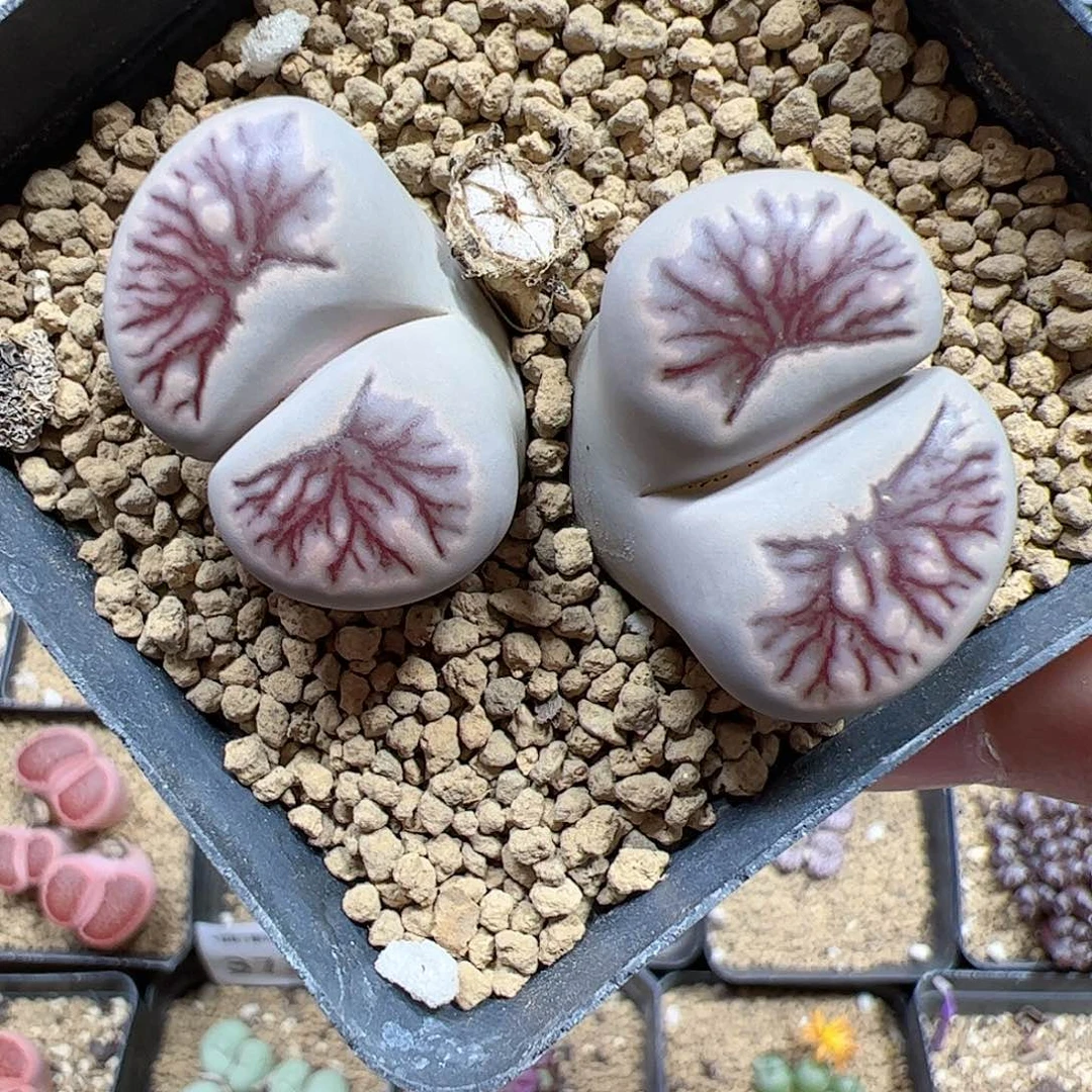 【闪购商品】6 菊 带盆