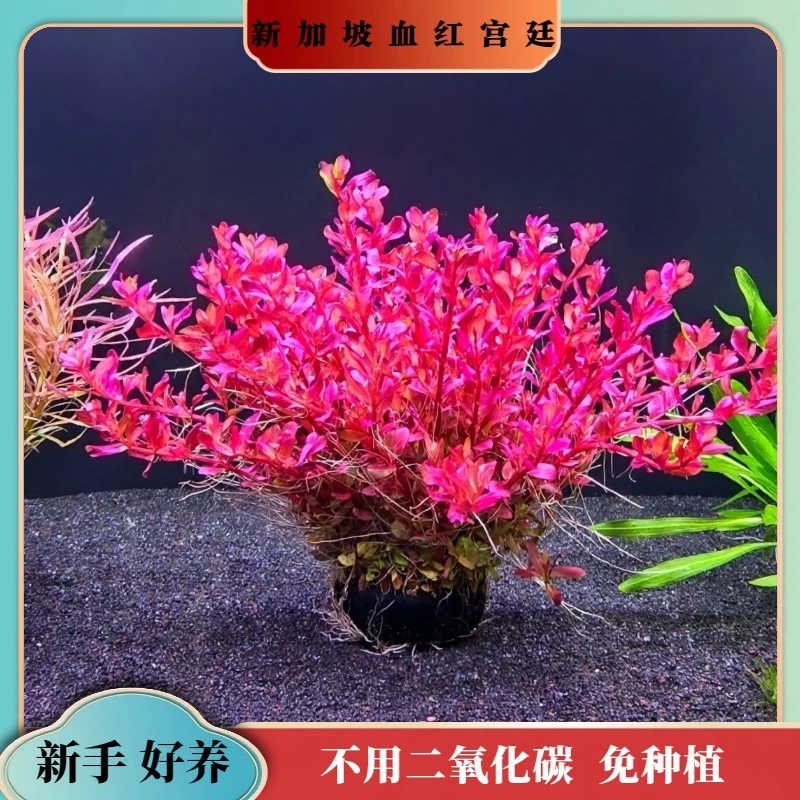 【新加坡红宫廷坨草】免载种不用二氧化碳鱼缸造景专用植物新手适合