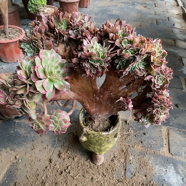 【闪购商品】全部花朵安娜