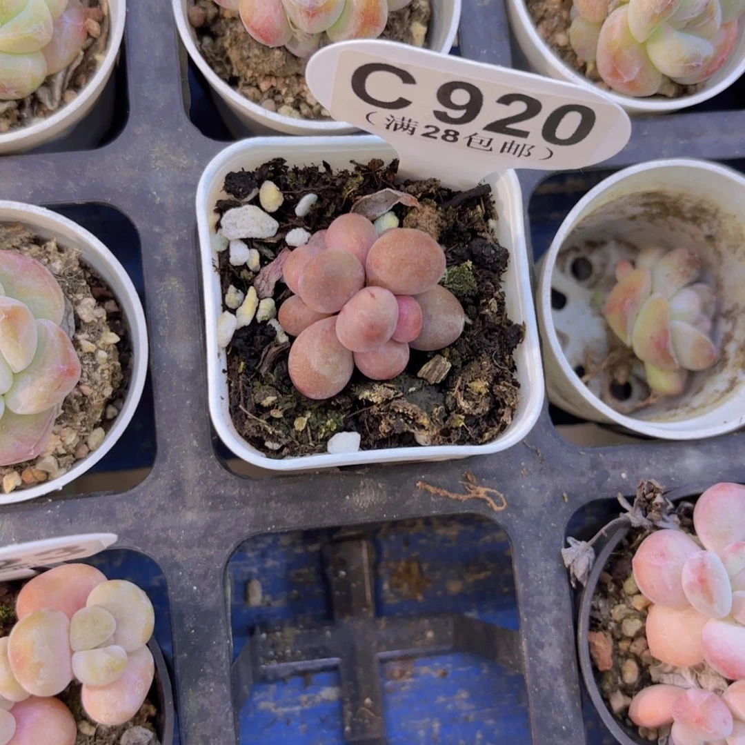 C920糖果美人一物一拍