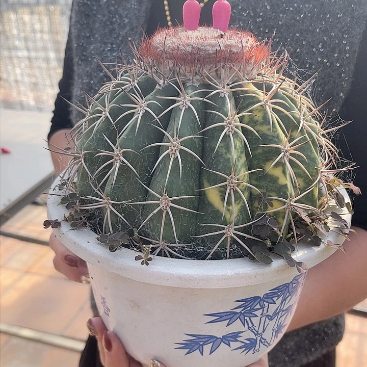 实生卷云锦仙人球