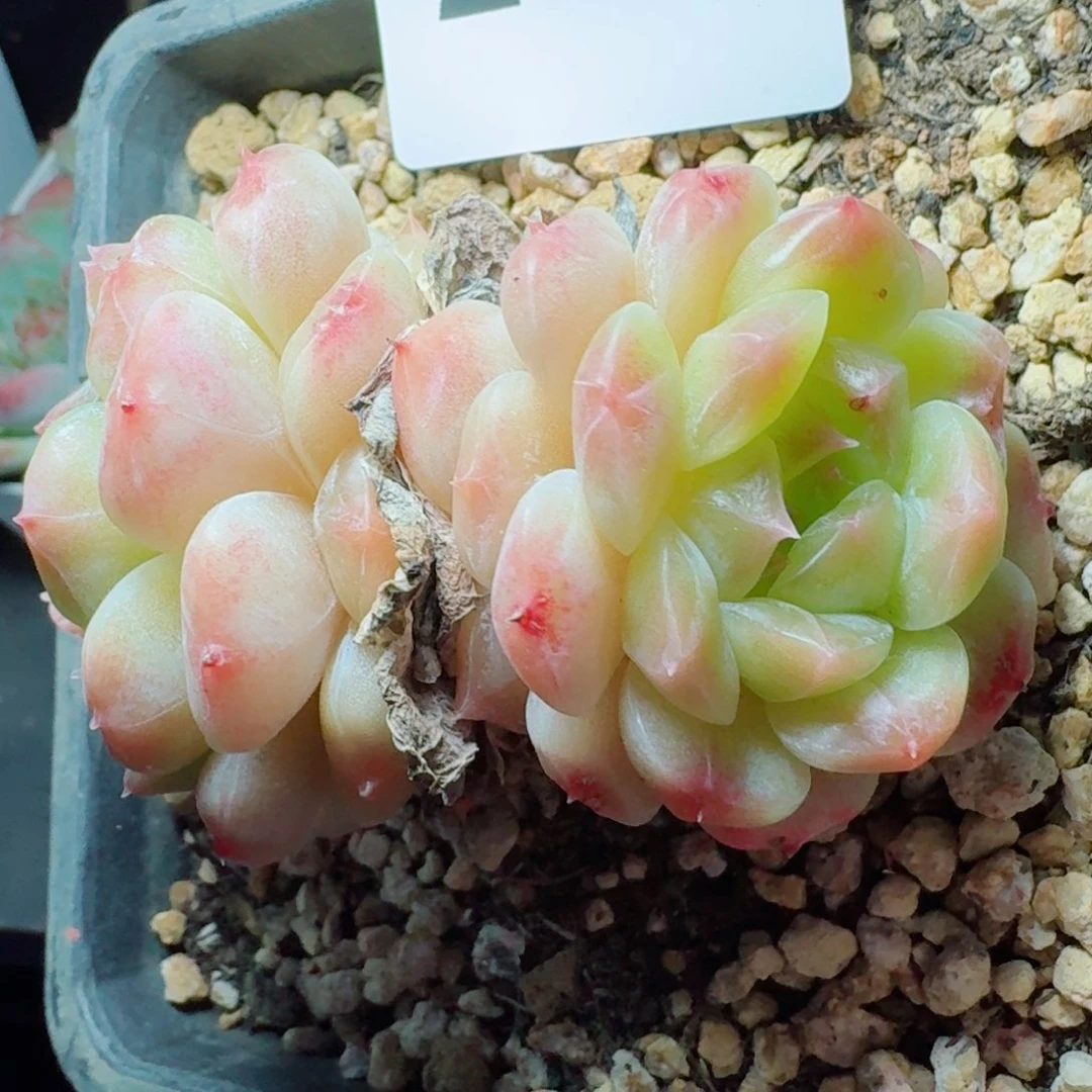 冰魄双头            精美多肉植物