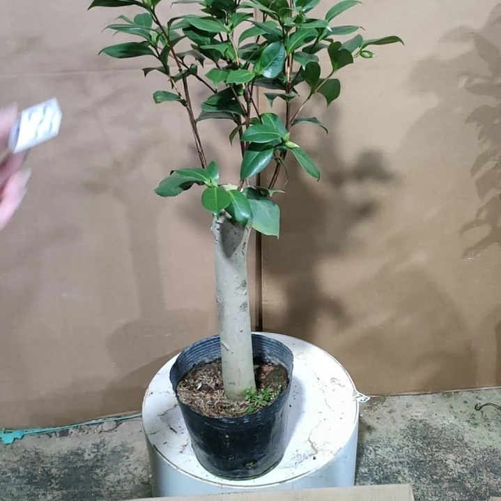 700依恋贝蒂，原盆原土发货，不包邮